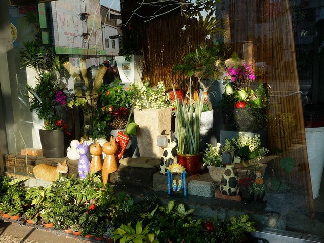 150109花藝店的一窩貓 (2).jpg