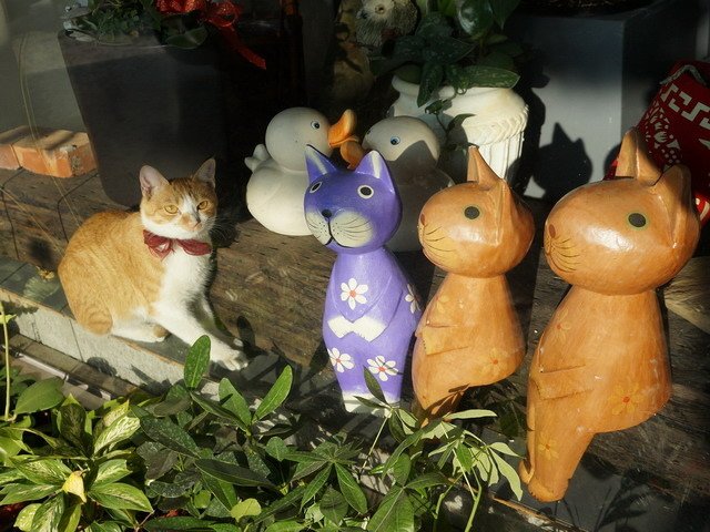 150109花藝店的一窩貓 (3).jpg