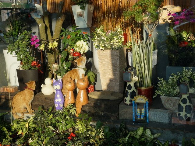 150109花藝店的一窩貓 (23).jpg