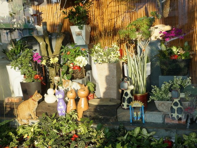 150109花藝店的一窩貓 (22).jpg