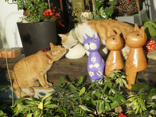 150109花藝店的一窩貓 (24).jpg