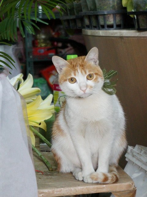 150109花藝店的一窩貓 (13).jpg