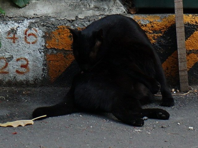 150115退休生活養貓趣 (2).jpg