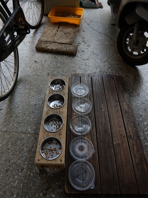 150115退休生活養貓趣 (34).jpg