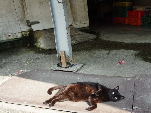 221111霸氣的市場店貓 (3).jpg