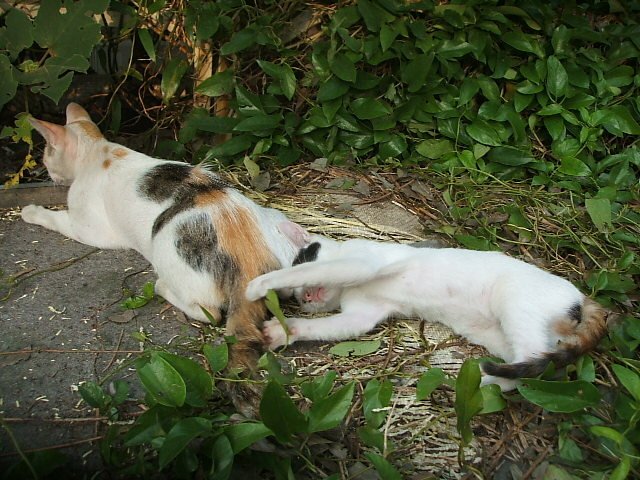 083 (13).JPG
