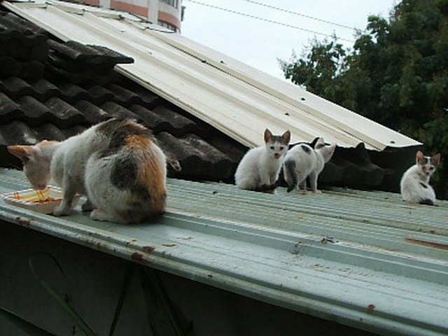 091208小二的秘密日記 (2).JPG