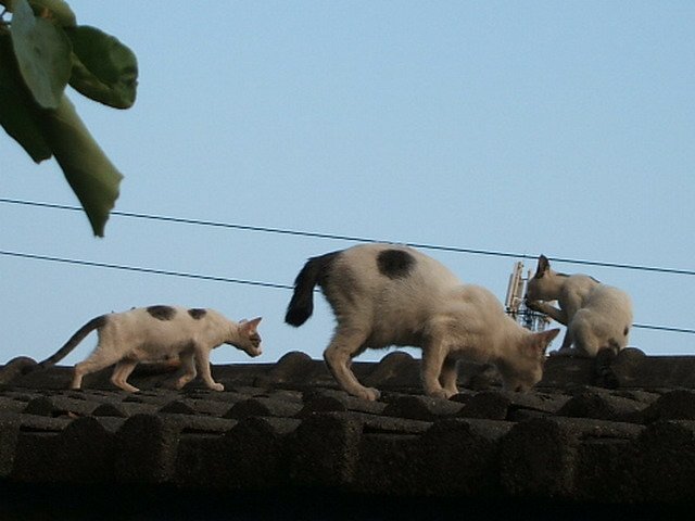 091208小二的秘密日記 (12).JPG