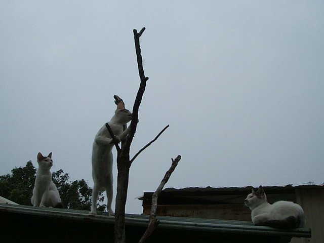 091208小二的秘密日記 (14).JPG