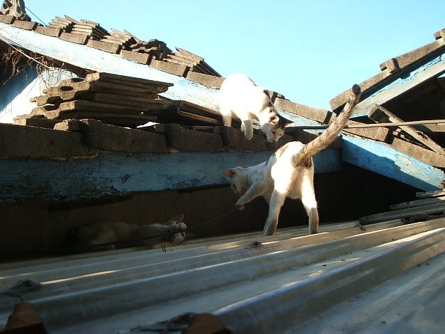 091208小二的秘密日記 (17).JPG