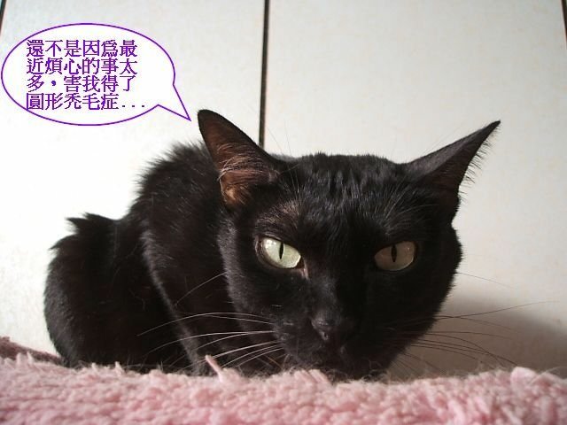 琪琪的圓形禿毛症