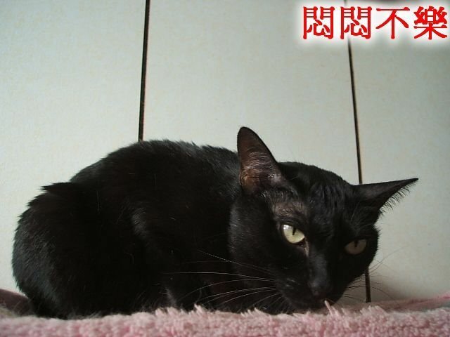 琪琪的圓形禿毛症
