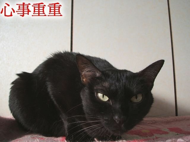 琪琪的圓形禿毛症