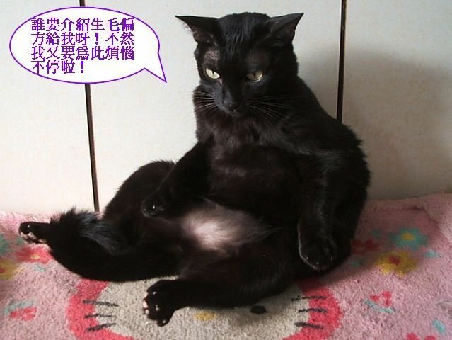 琪琪的圓形禿毛症