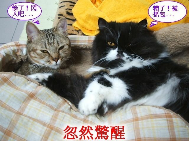 妞妞捉姦在床