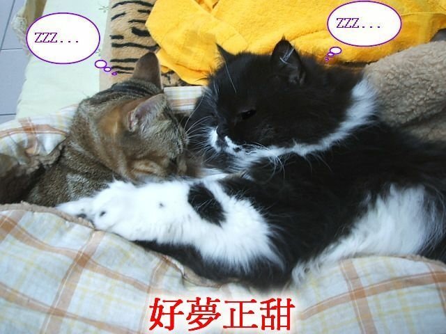妞妞捉姦在床