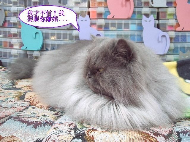 妞妞捉姦在床