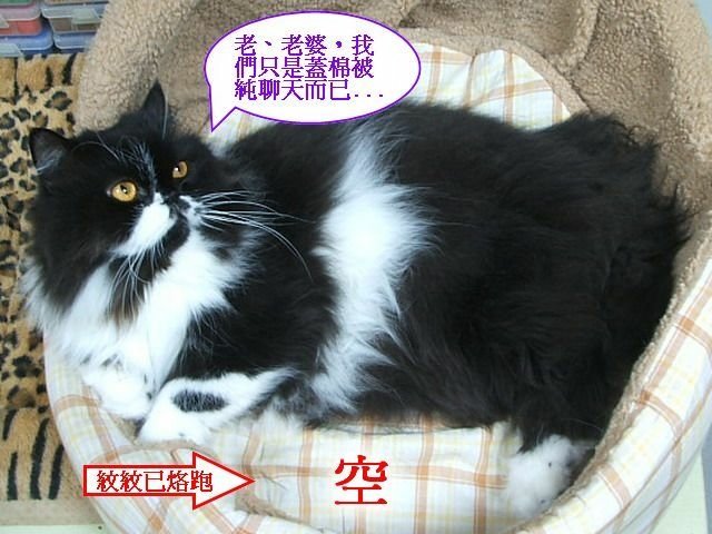 妞妞捉姦在床