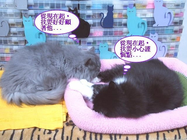 妞妞捉姦在床