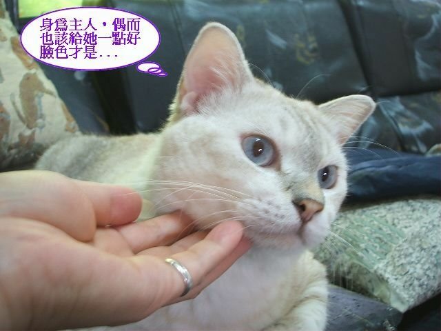 傲嬌的斑斑