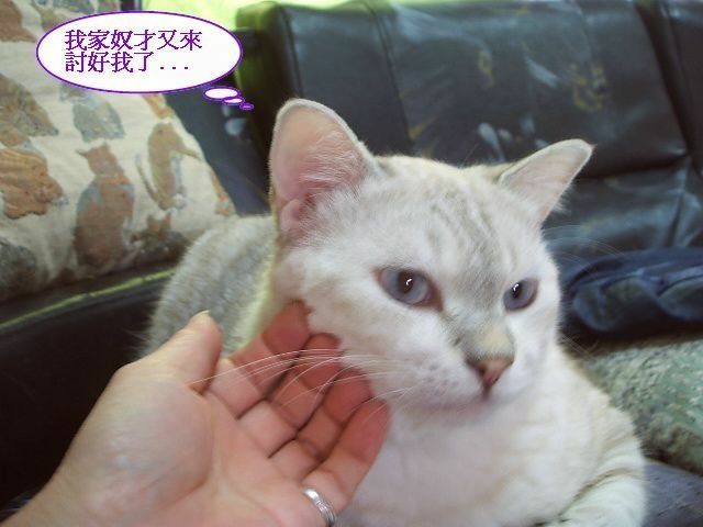 傲嬌的斑斑