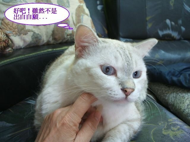傲嬌的斑斑