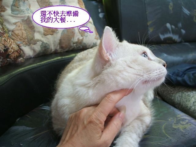 傲嬌的斑斑