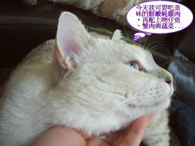 傲嬌的斑斑