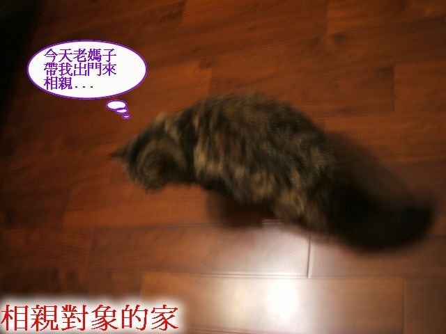 QQ相親記