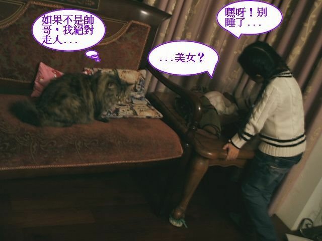 QQ相親記