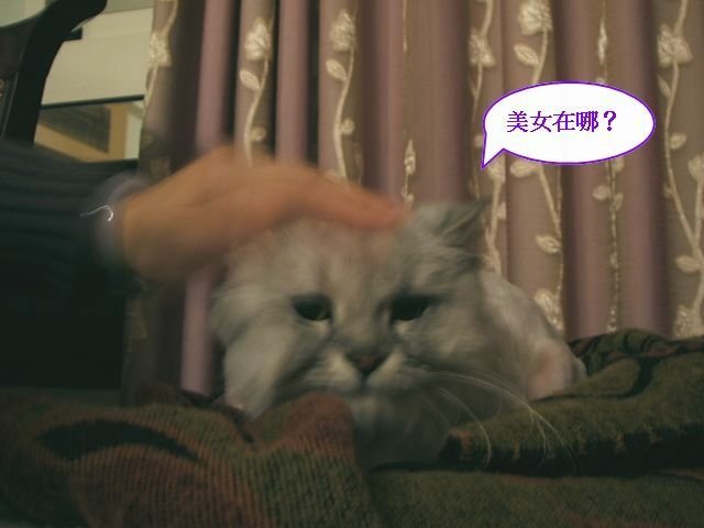 QQ相親記