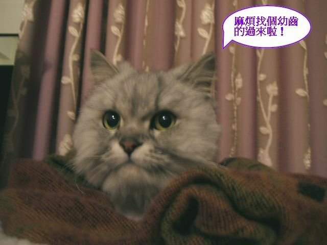 QQ相親記