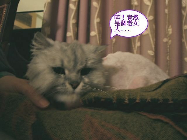 QQ相親記