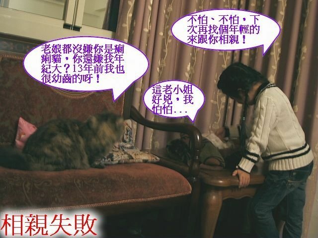 QQ相親記