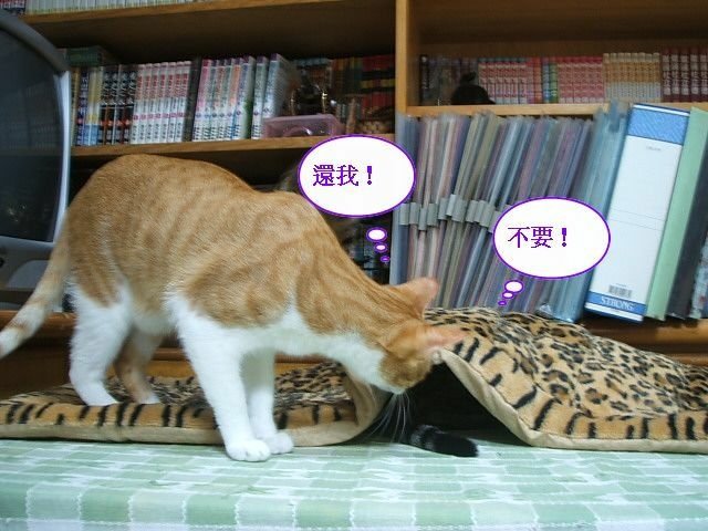 好窩大家搶