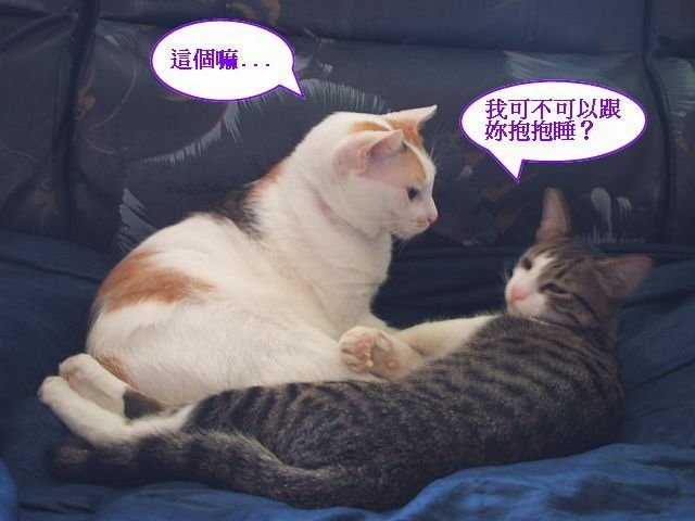 襪襪睡覺要人陪