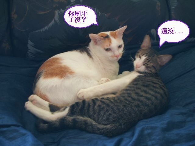 襪襪睡覺要人陪