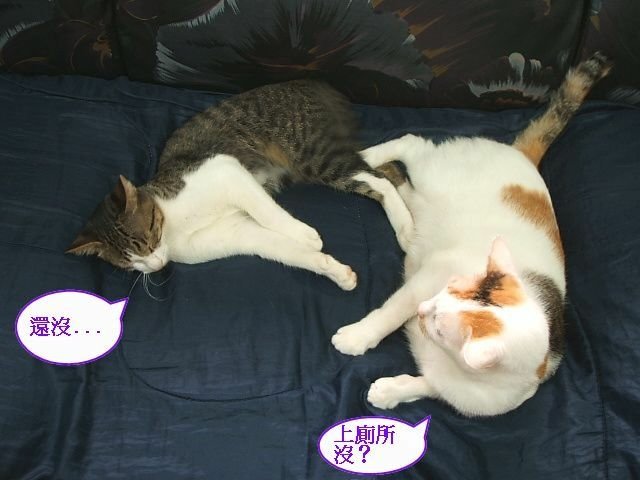 襪襪睡覺要人陪