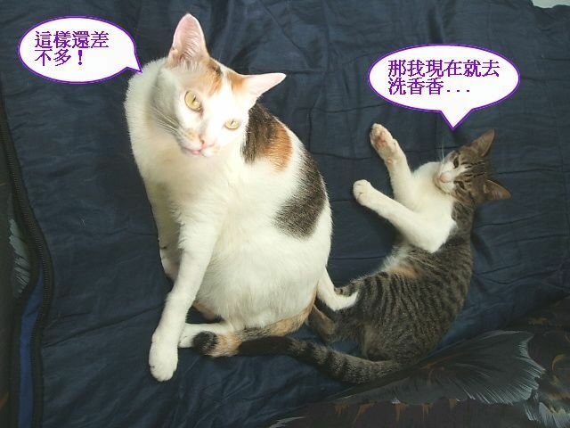 襪襪睡覺要人陪