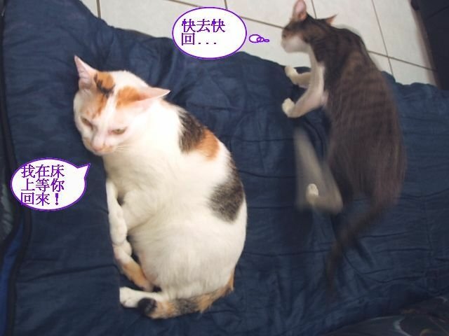 襪襪睡覺要人陪