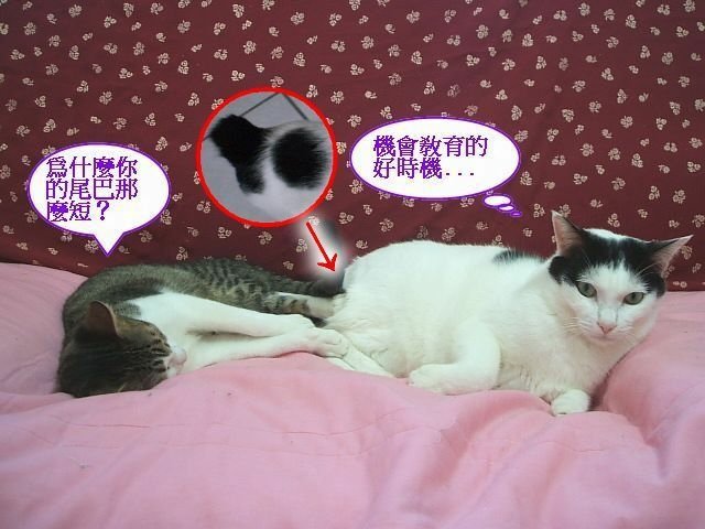 弟弟的麒麟尾