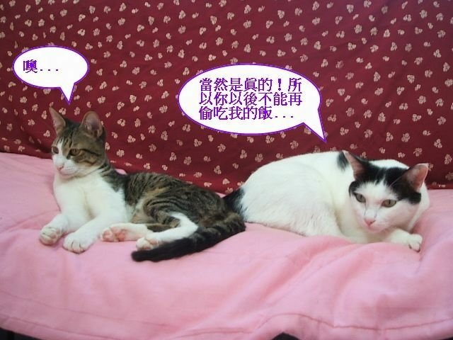 弟弟的麒麟尾
