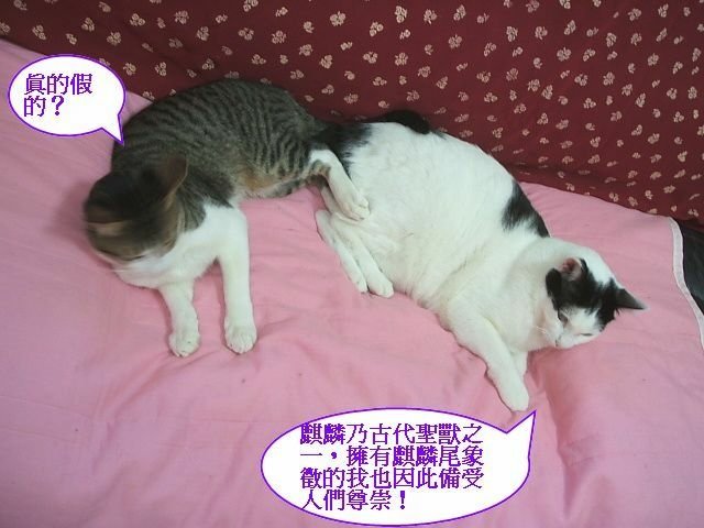 弟弟的麒麟尾