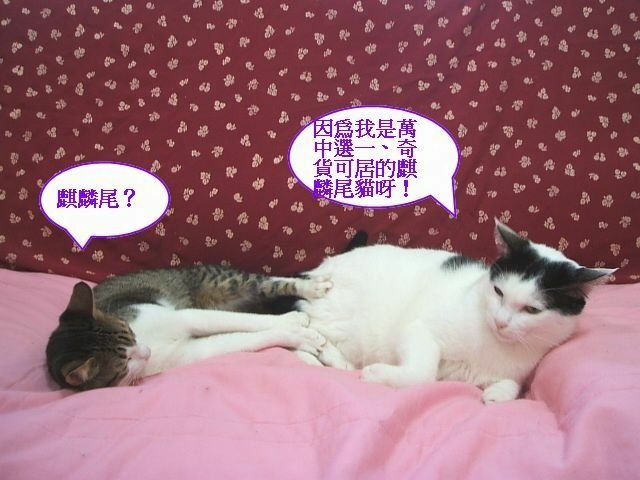 弟弟的麒麟尾