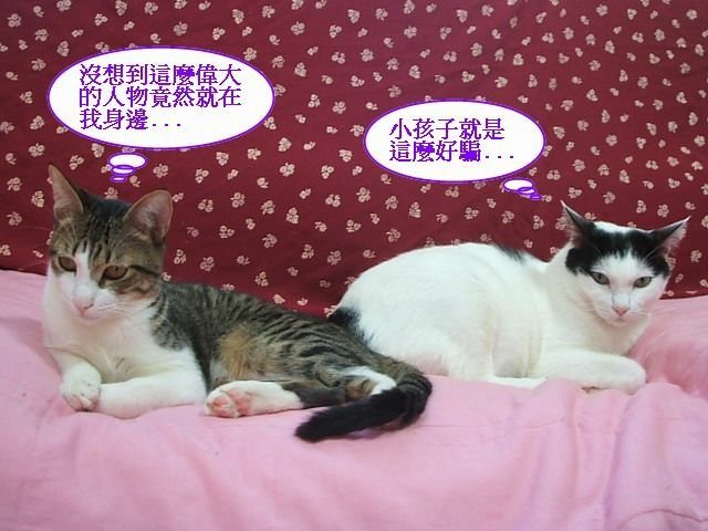 弟弟的麒麟尾