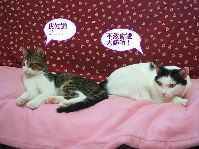 弟弟的麒麟尾