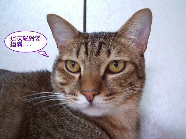 尼尼襪襪搶飯記