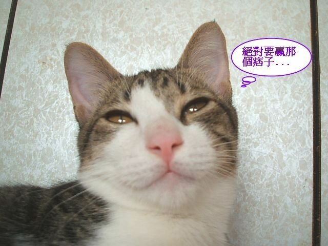 尼尼襪襪搶飯記