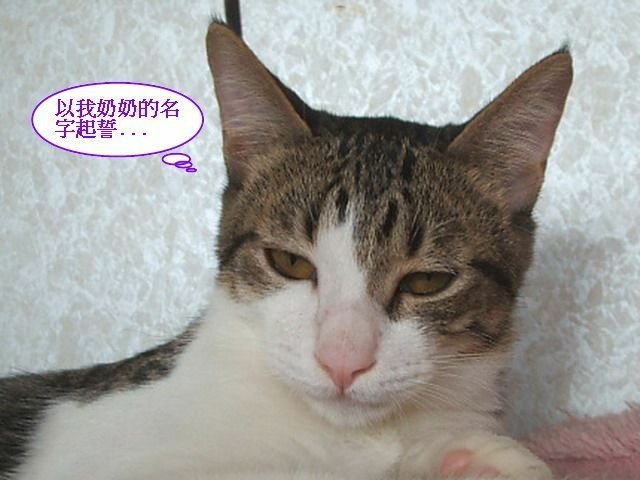 尼尼襪襪搶飯記