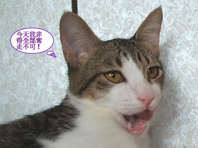 尼尼襪襪搶飯記